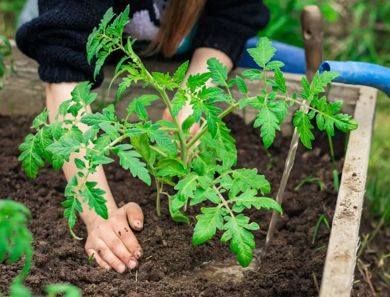 quand peut on transplanter les tomates en pleine terre