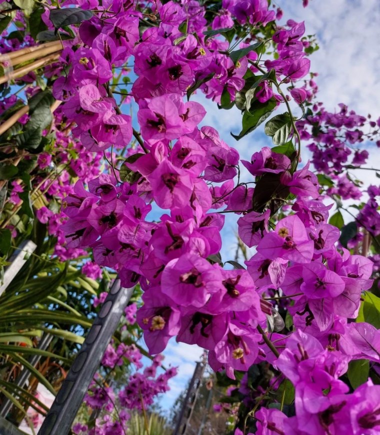 quand planter le bougainvillierviolet de meze fleurs roses