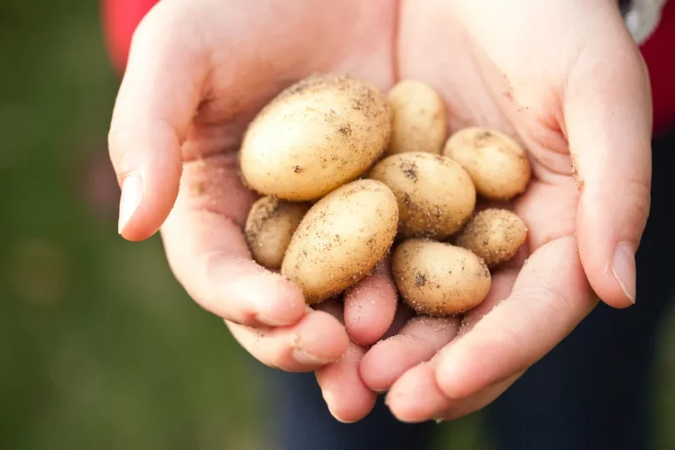 quand recolter les pommes de terre nouvelles mois de juin