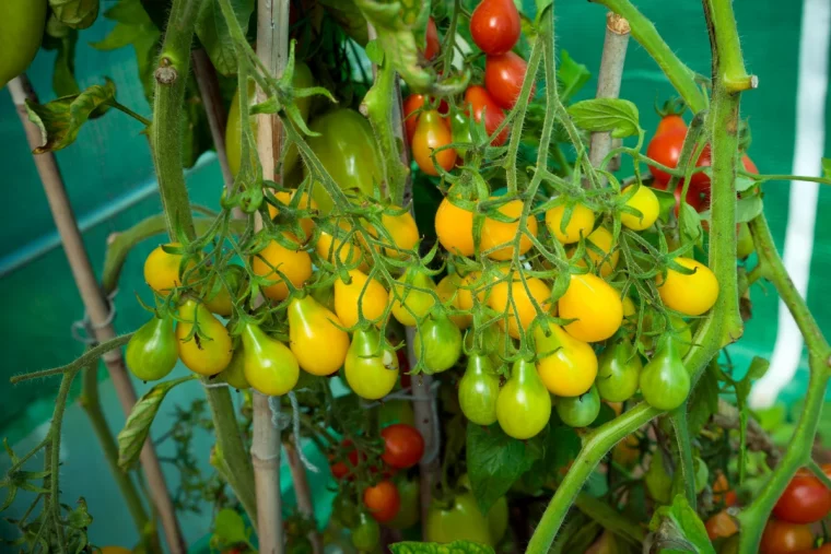 quand tailler les pieds de tomates fruits rouges et jaunes