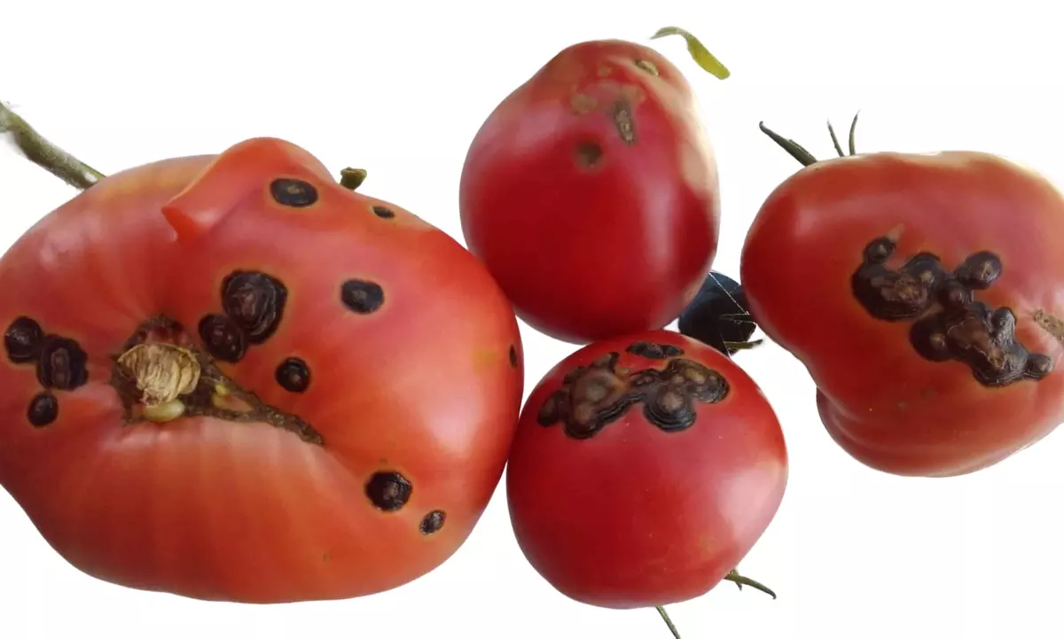 quatre tomates avec des taches noires sur fond blanc