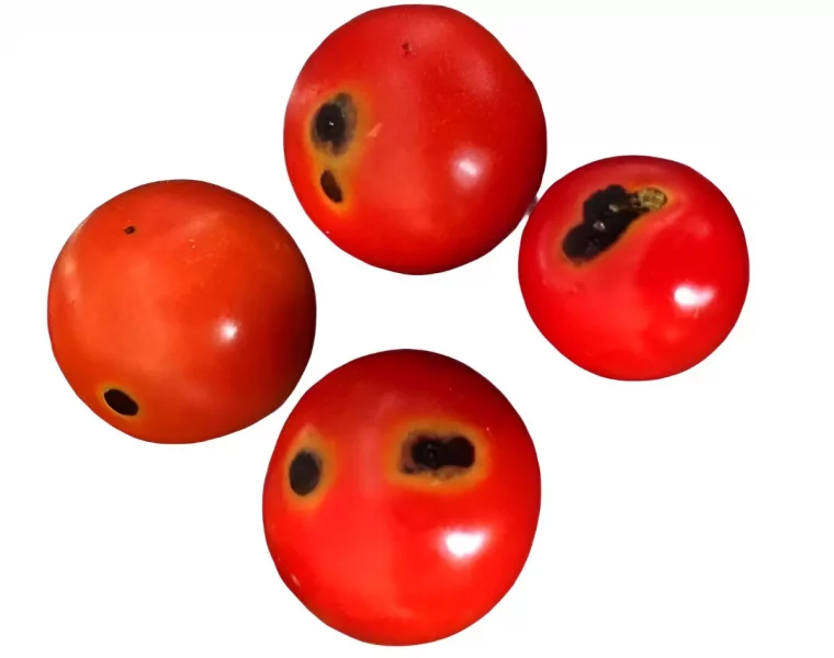 quatre tomates rouges rondes et brillante avec des taches noires sur fond blanc