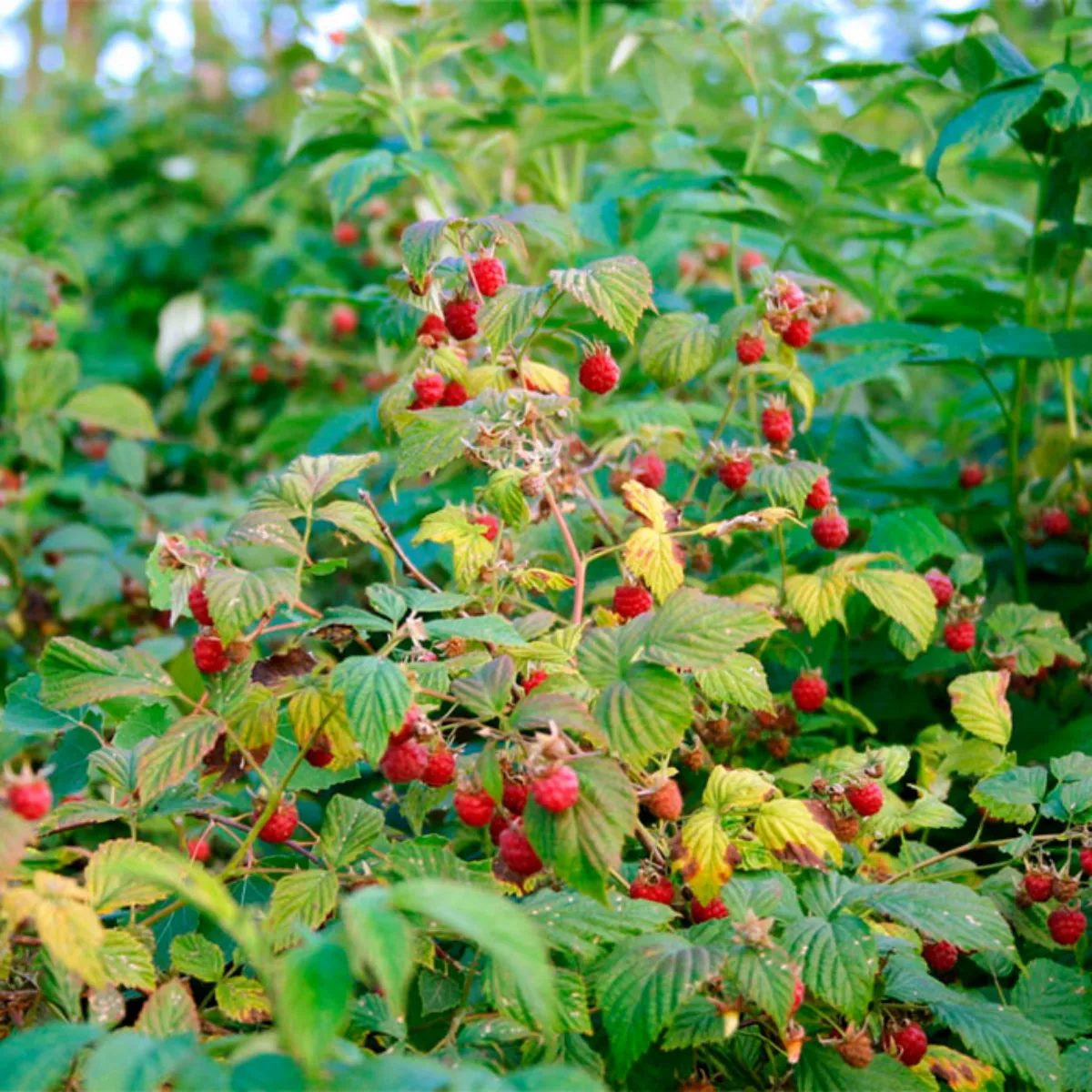 que faire des rejets de framboisiers framboisier dense