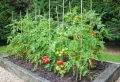 Marc de café pour les tomates : boostez vos plants pour des tomates plus vigoureuses et savoureuses