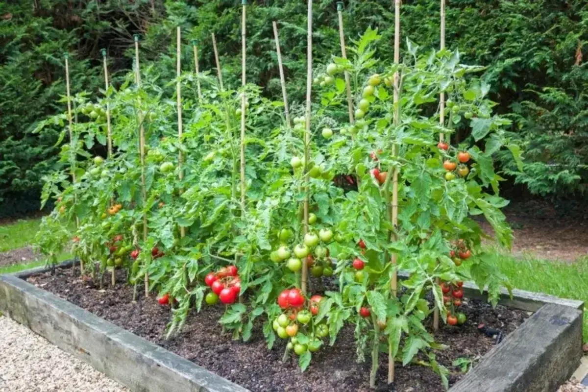 quel est le meilleur engrais naturel pour les plans de tomate