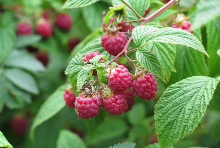 quel est le meilleur fertilisant pour les framboisiers fruits rouges feuilles vertes