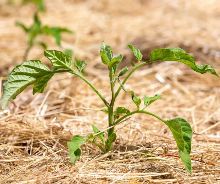 quel paillage potager pour garder l humidité des ppantes