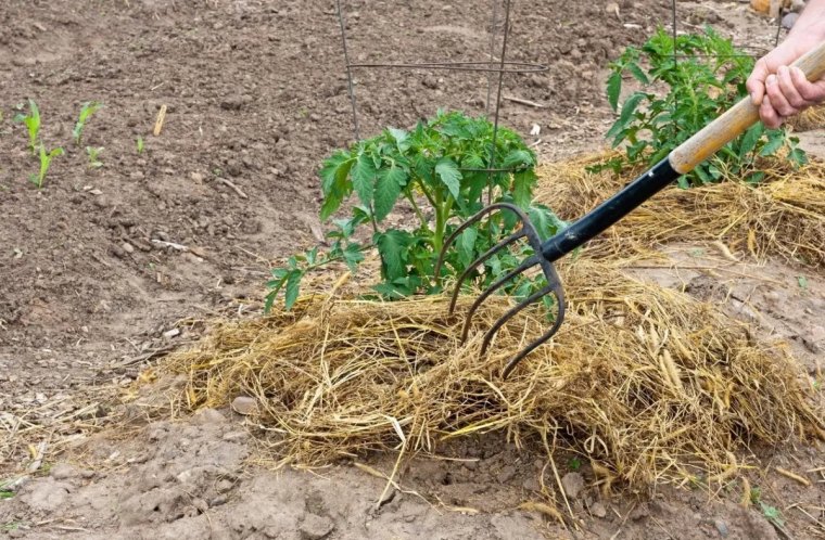 quel paillage pour le potager sol terreau pieds de tomate paille