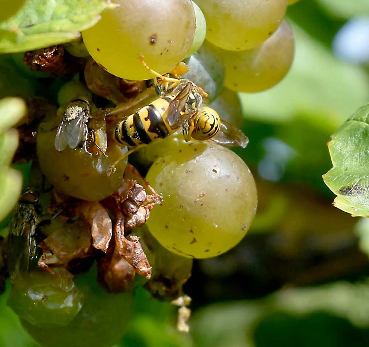 quelle est la protection la plus efficace contre les guepes sur les raisins