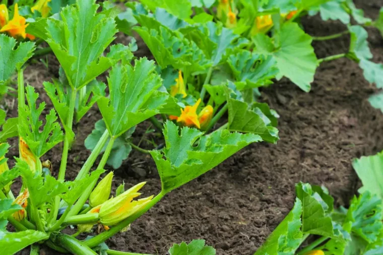 quelle feuille du plant de courgette couper