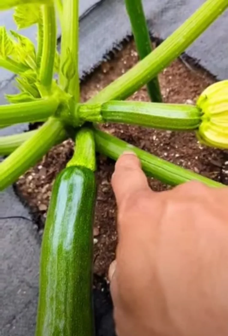 quelle feuille du plant de courgette couper