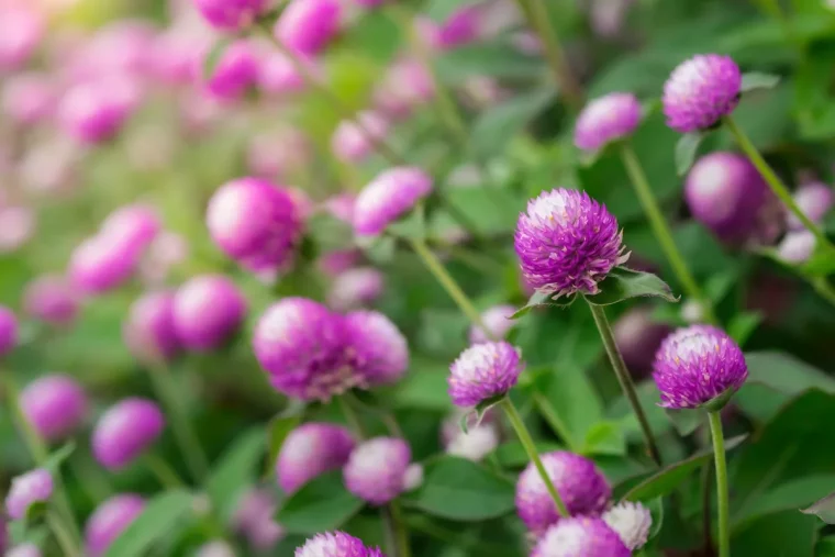 quelle fleur d ombre qui fleurit tout l ete choisir