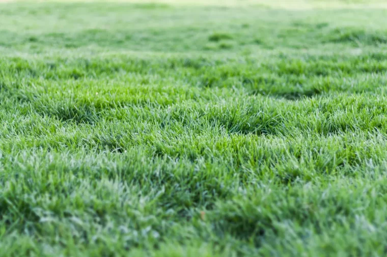 quelle hauteur de pelouse quelle tonte de gazon en fonction de l herbe