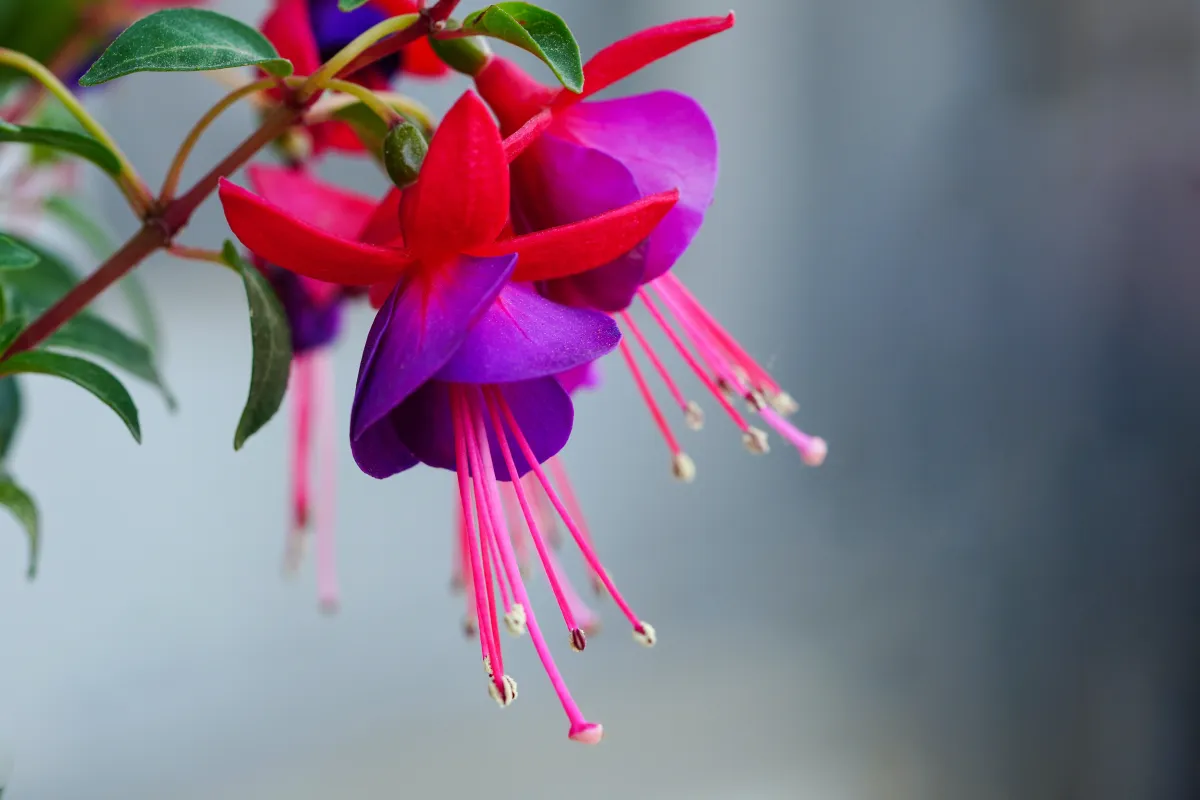 quelles fleurs sur un balcon a ombre fuchsia fleurs feuillage vert fonce