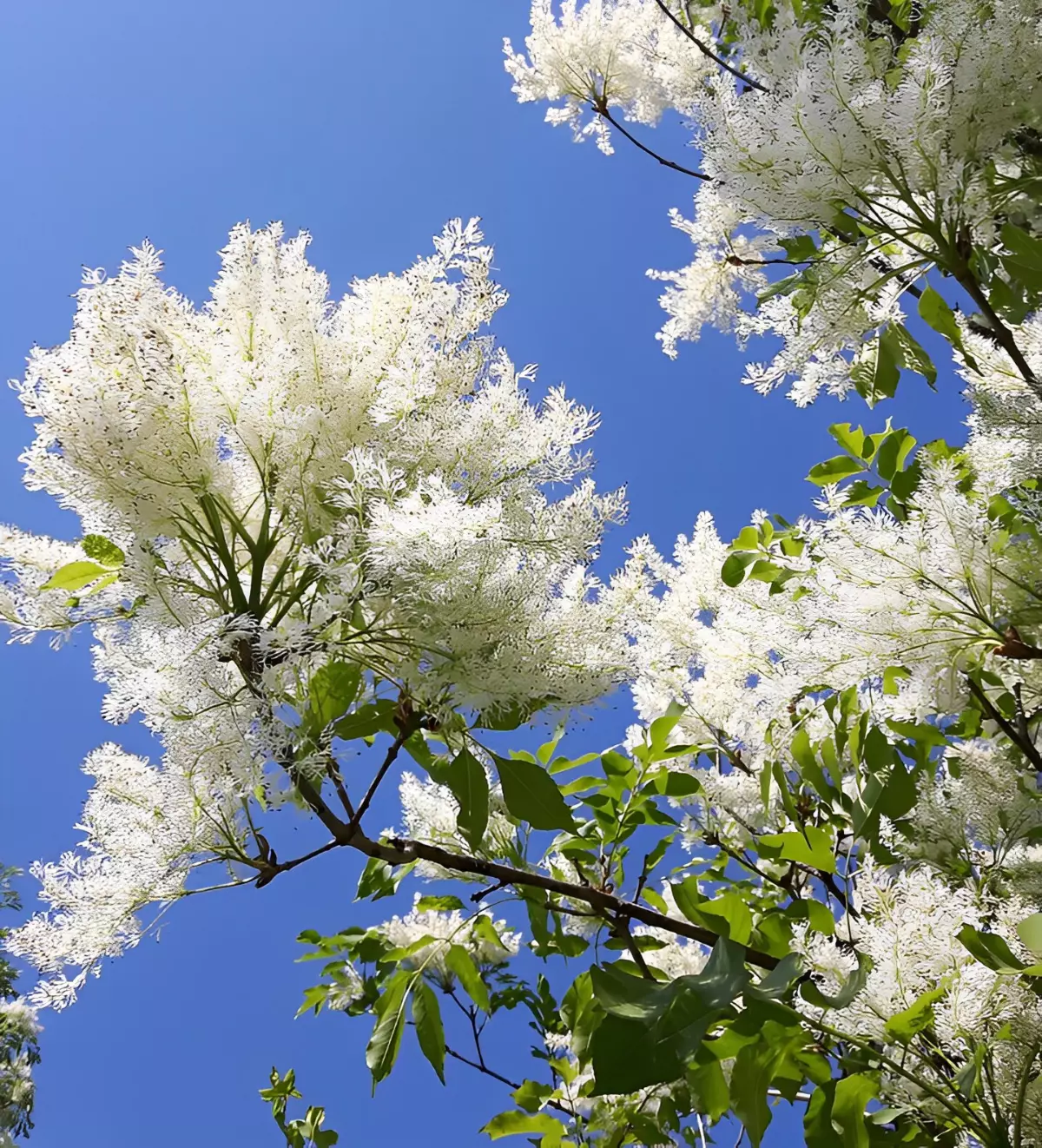 quelques branches fleuries de frene a fleurs sur fond de ciel bleu