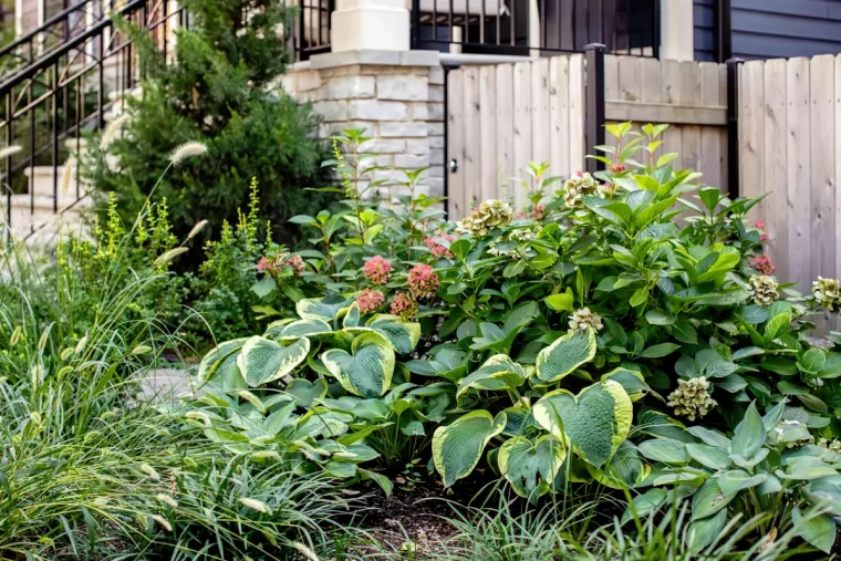 quels arbustes planter a l ombre dans le jardin