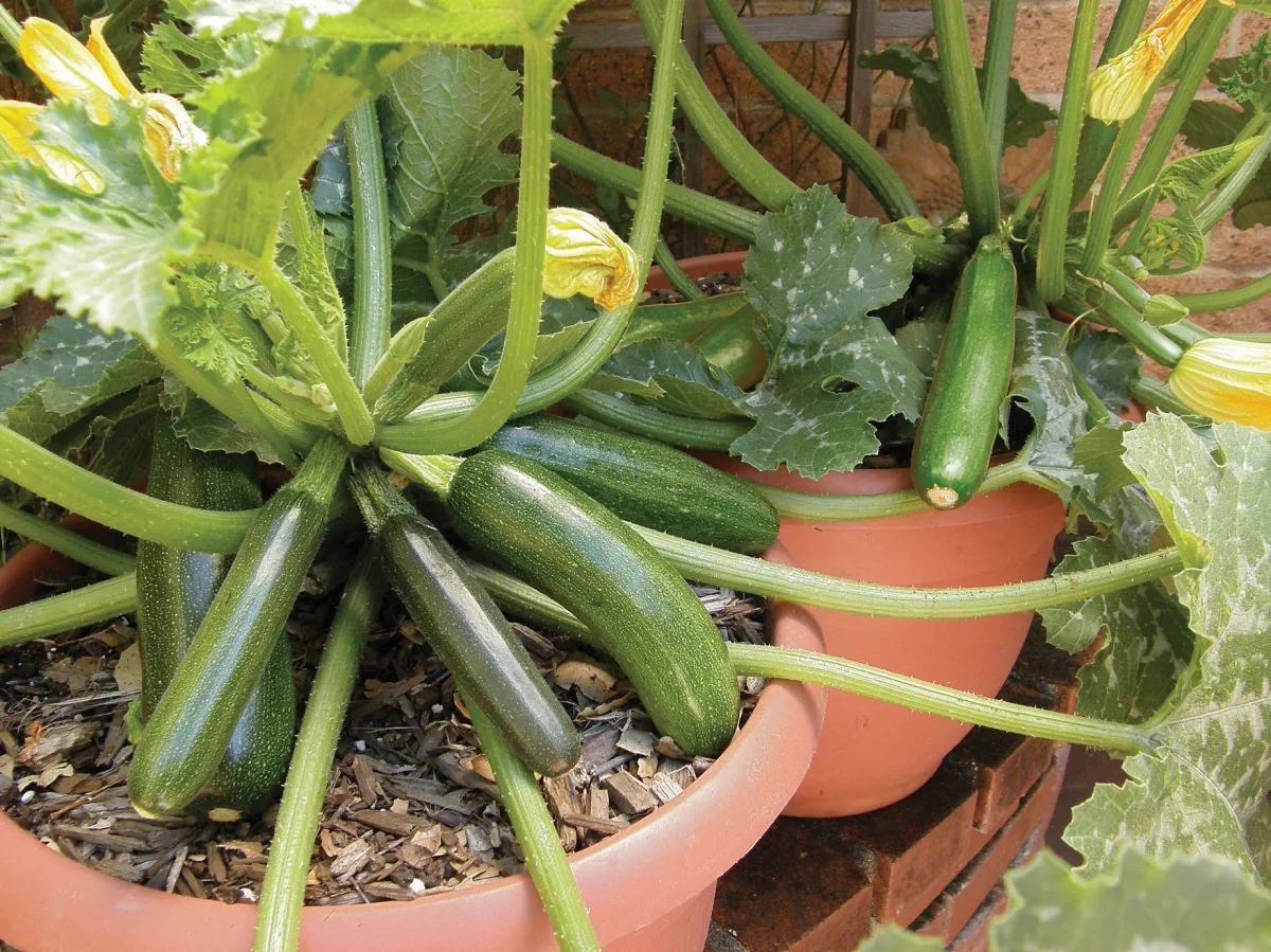 quels legumes peut on cultiver en pot