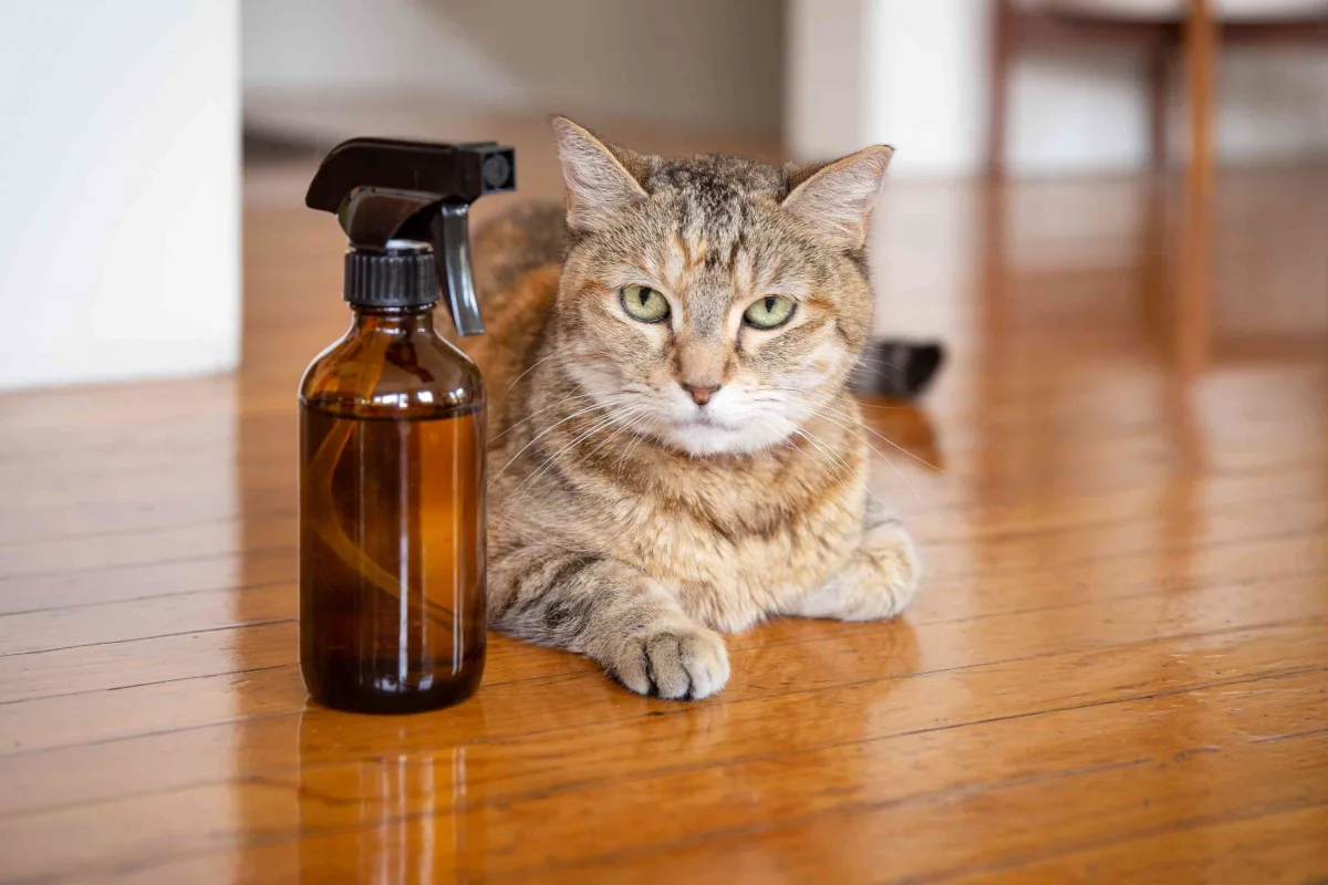 quels produits anti puces peut on utiliser sur le chat
