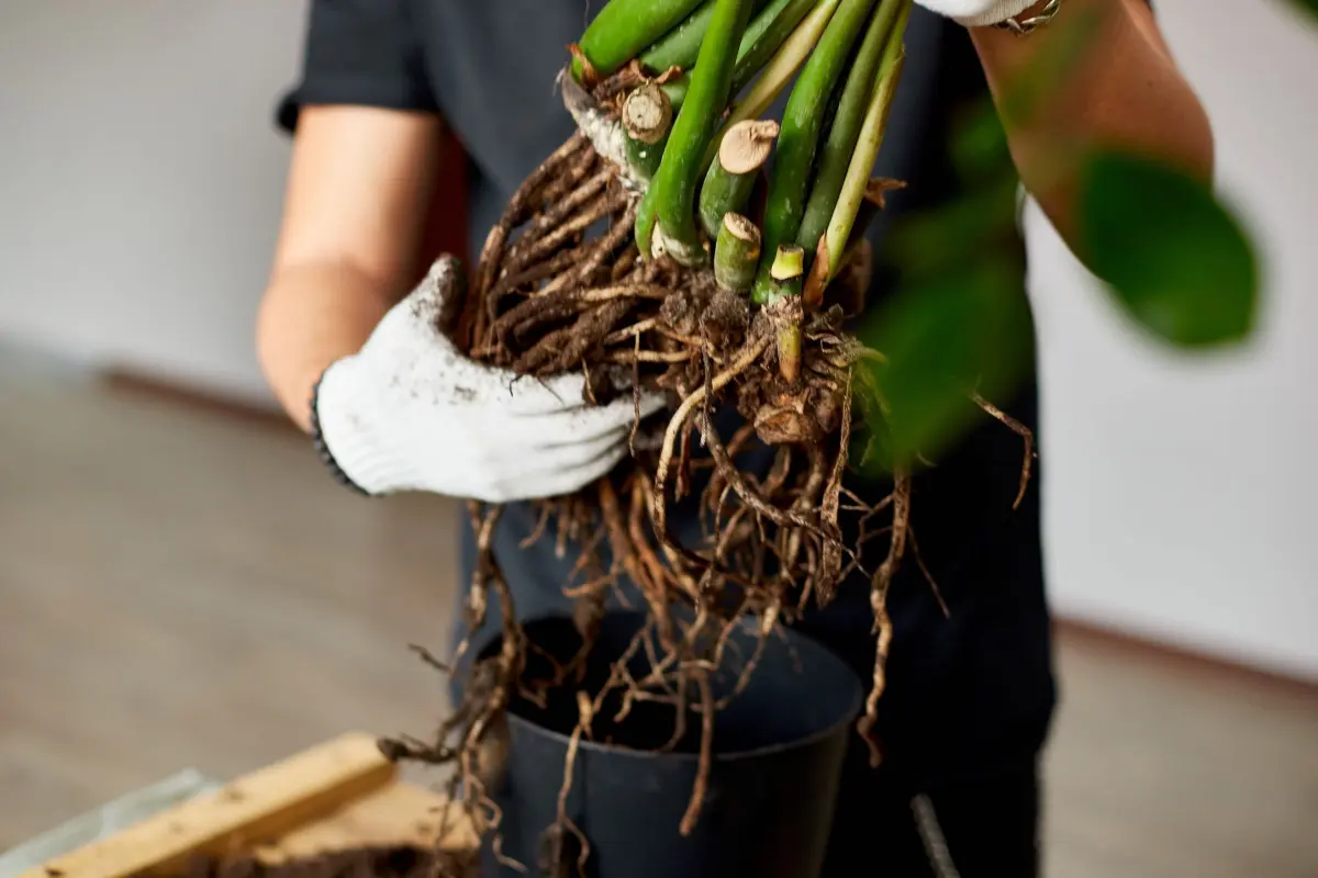 racines longue plante verte pot plastique gants protection rempotage