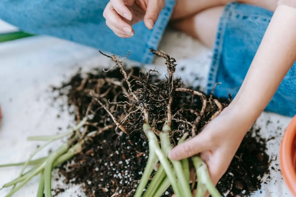 racines plantes vertes terreau perlite jeans femme mains rempotage