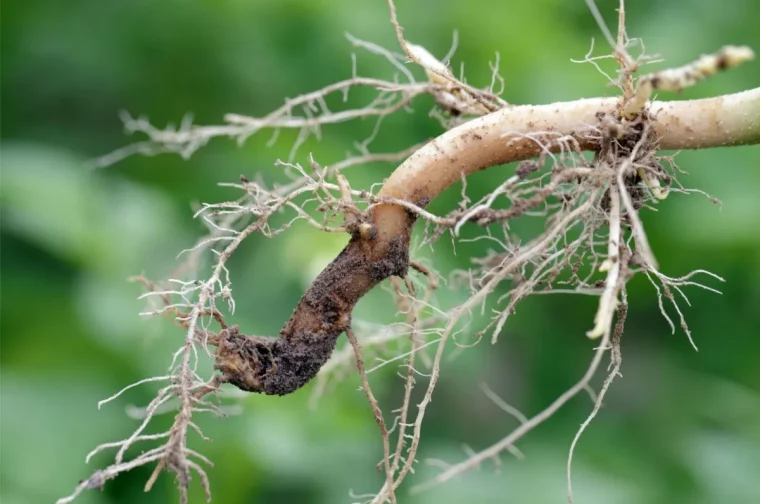 racines pourries brune tomates symptomes arrosage excessif maladie