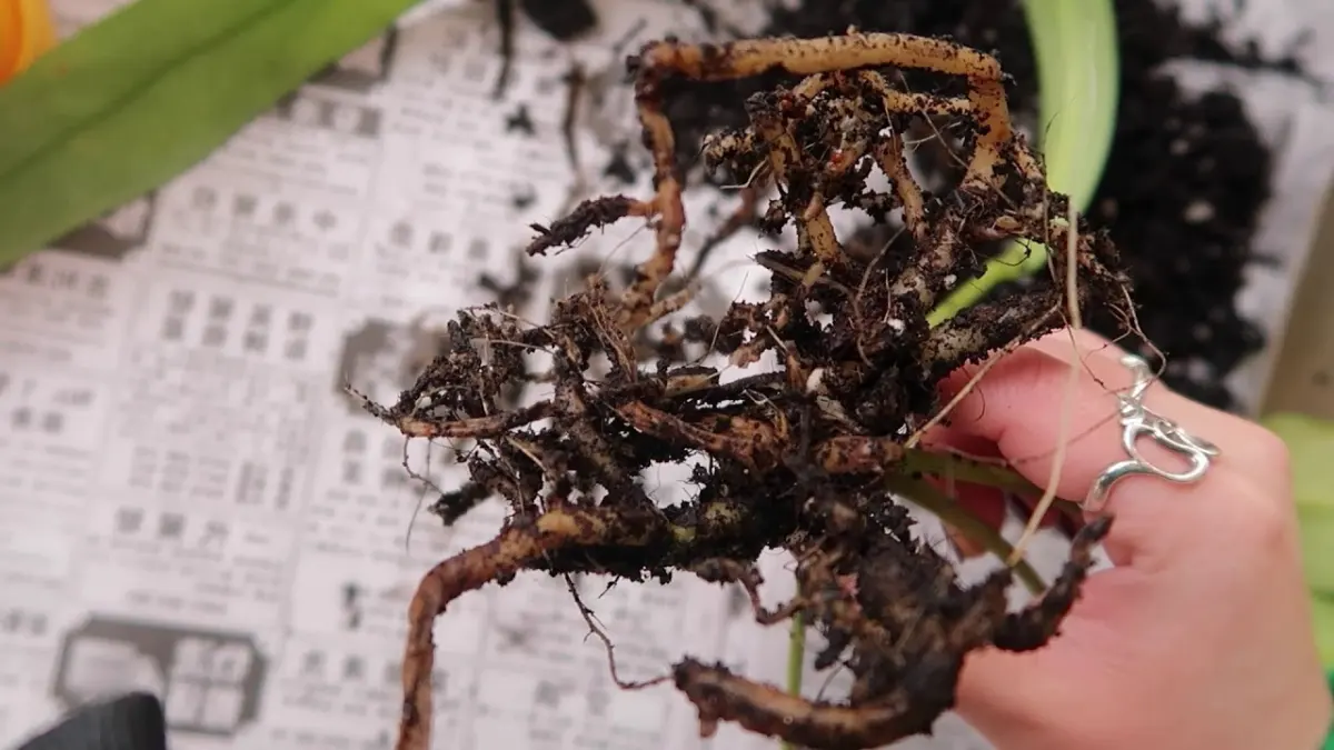 La pourriture des racines provoque souvent la mort prématurée des jeunes  plantes