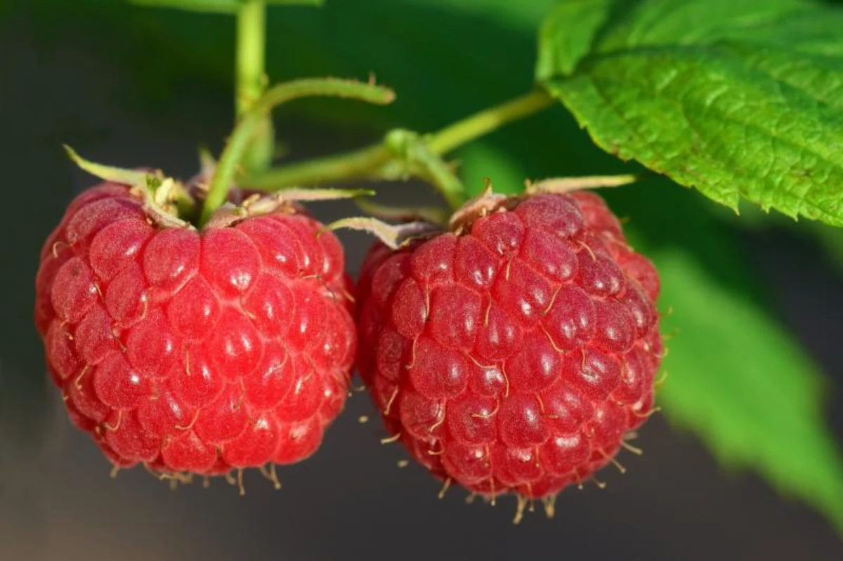 raspberries g31188234a 1920
