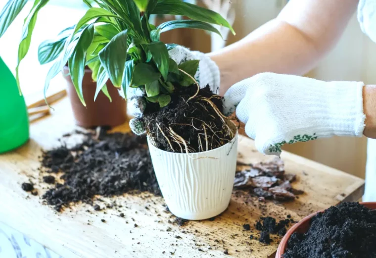 rempotage d une plante verte pot blanc