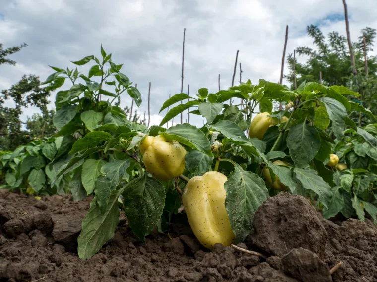 retourner la terre pour aérer protection potager canicule astuces