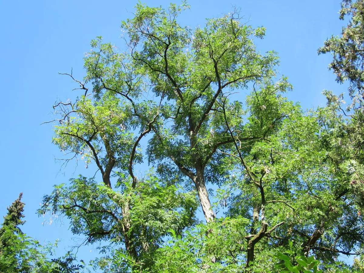 robinier faux acacia vue de dessous sur fond de ciel bleu