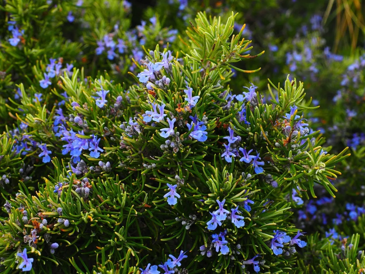 romarin jardin fleurs violette plante aromatique culture lumiere soleil