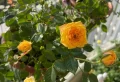 Comment entretenir un rosier de balcon ? Tous les points à considérer pour avoir une happy plante