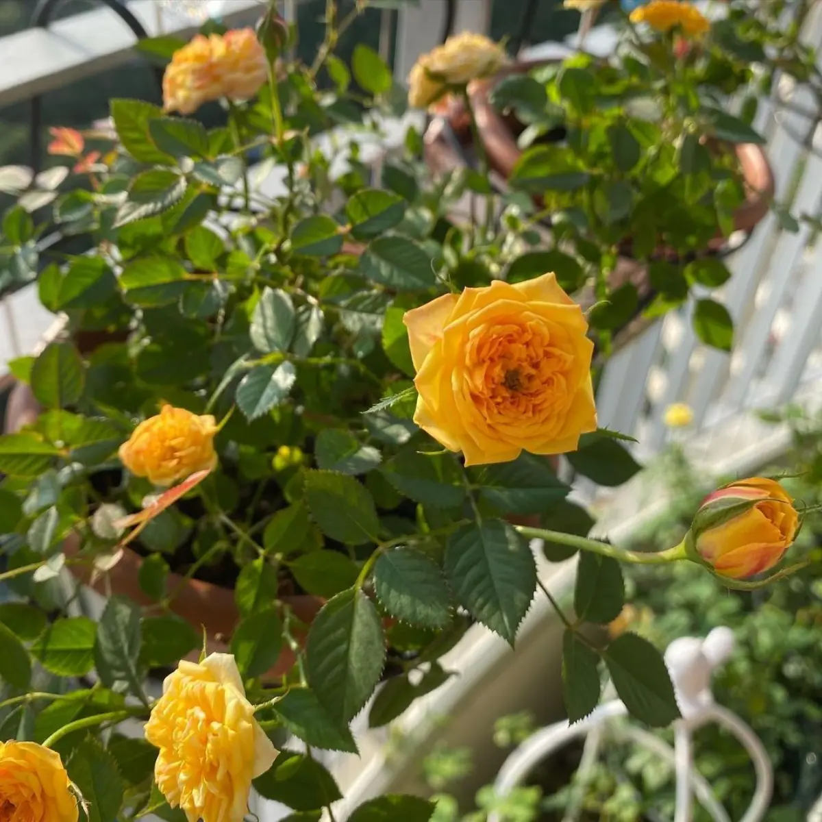 roses jaunes culture jardiniere balcon lumiere soleil feuillage vert fonce