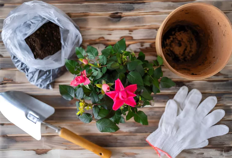 rosier a transplanter au centre avec un outil de jardinage un pot vide des terreaux et des gants sur fond d une surface en bois