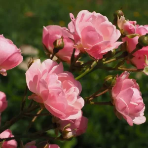 Faut-il couper les roses fanées sur un rosier : maîtriser la taille d’un rosier pour une floraison optimale