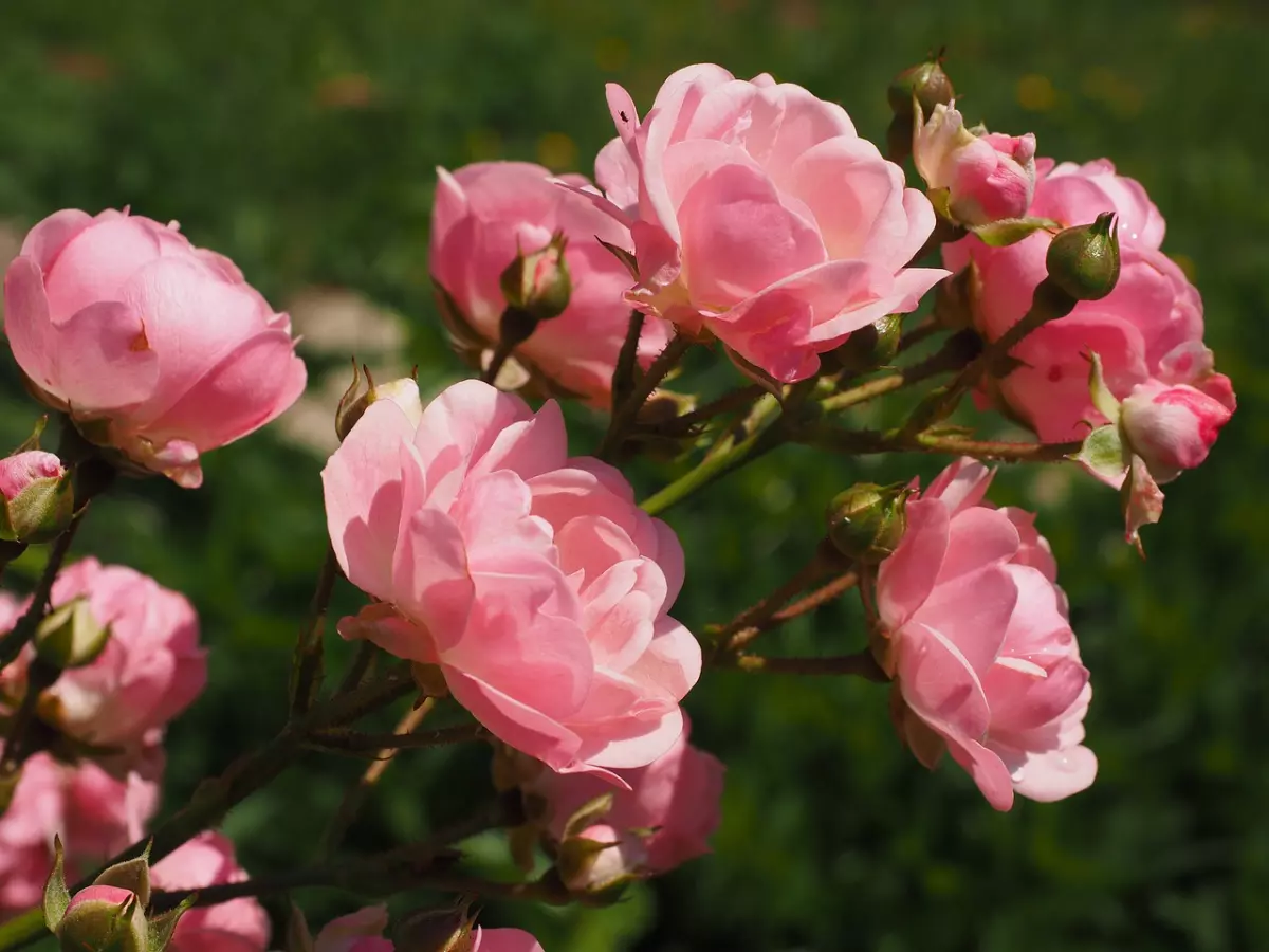 rosier avec des bourgeons et des fleurs roses