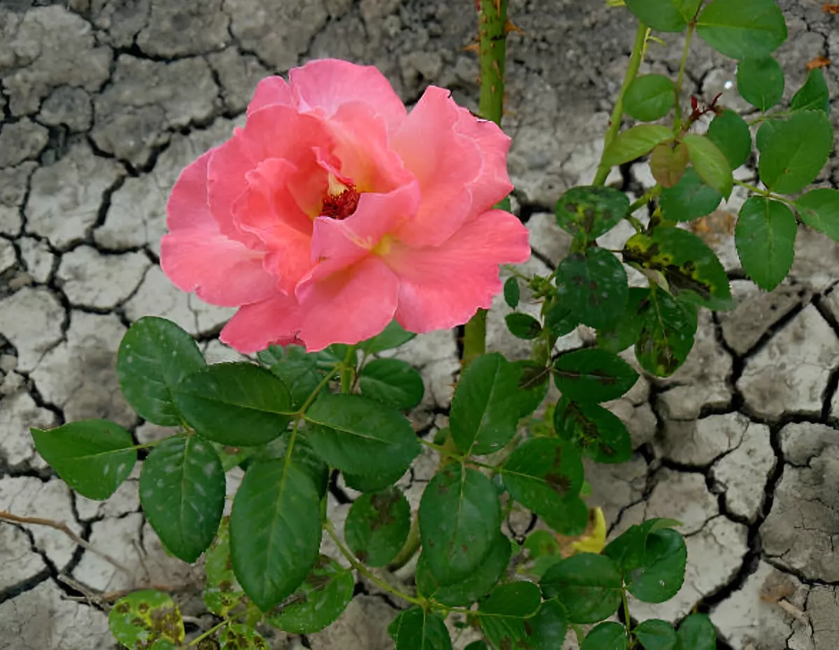 rosier avec une fleur rose dans un sol sec et craquele