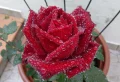 Comment entretenir un rosier de balcon ? Tous les points à considérer pour avoir une happy plante