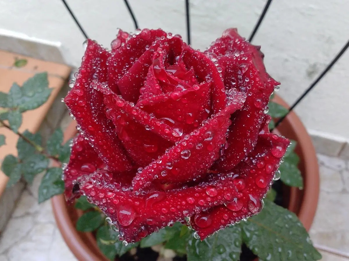 rosier balcon hiver arrosage goutte pluie pot plastique
