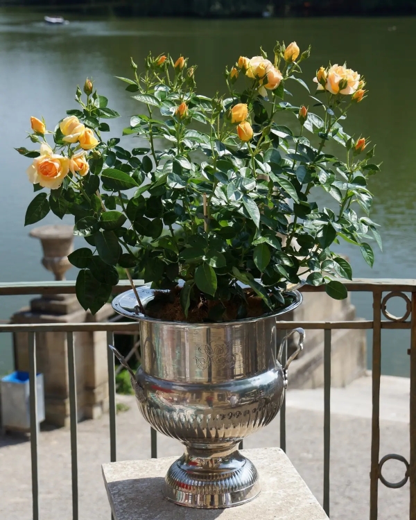 rosier en jardiniere balcon petales jaunes pot metalique balustrade fer forge