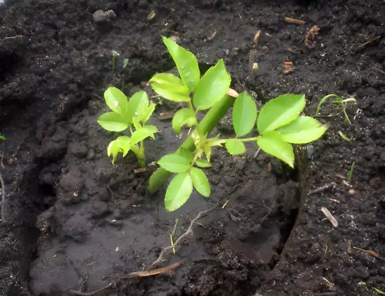 rosier fraichement transplante en bon sante dans un sol bien arrose vue de dessus