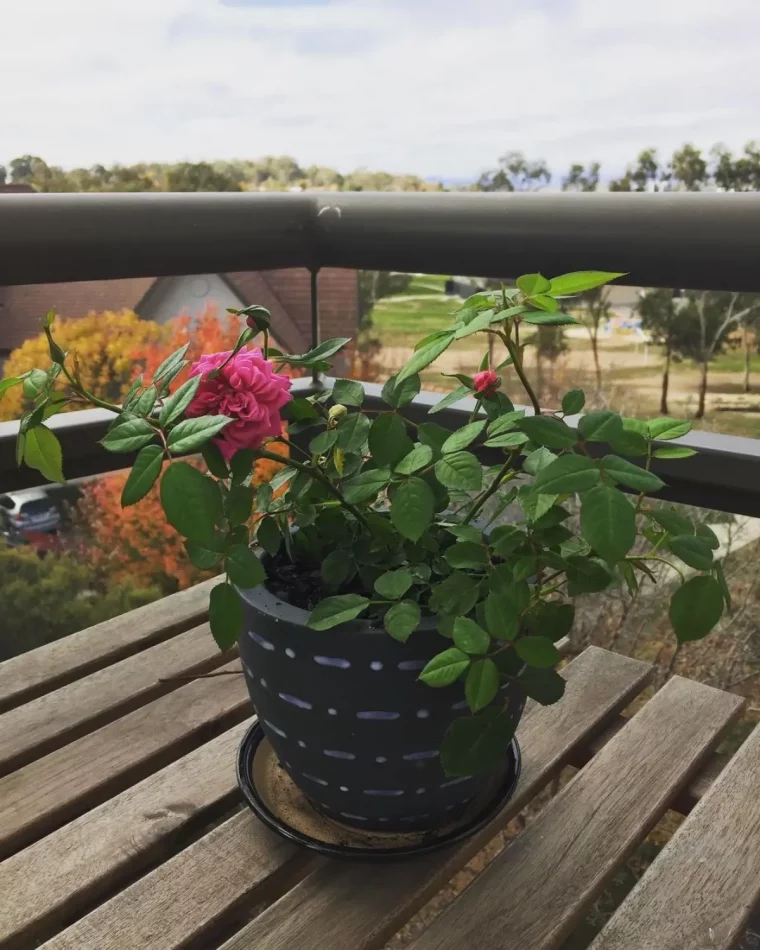 rosier grimpant balcon variete miniature plante fleurie table bois fonce
