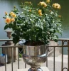 rosier jardiniere balcon petales jaunes pot metalique balustrade fer forge