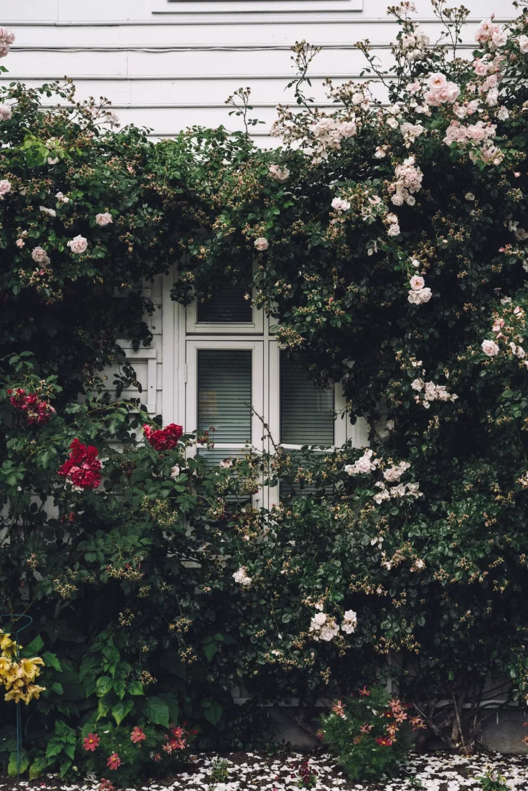 rosiers grimpants mur à l ouest idée que planter au pied d un mur végétaux