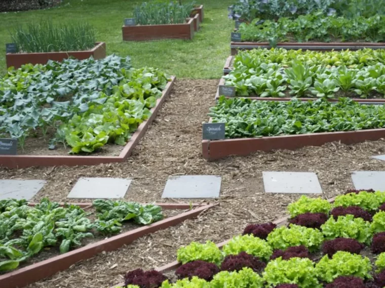 rotation des cultures au potager la methode enfin devoilee exemple 1