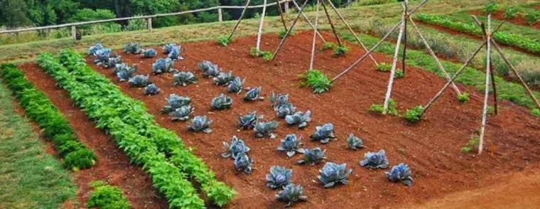 rotation des cultures au potager la methode enfin devoilee exemple 2