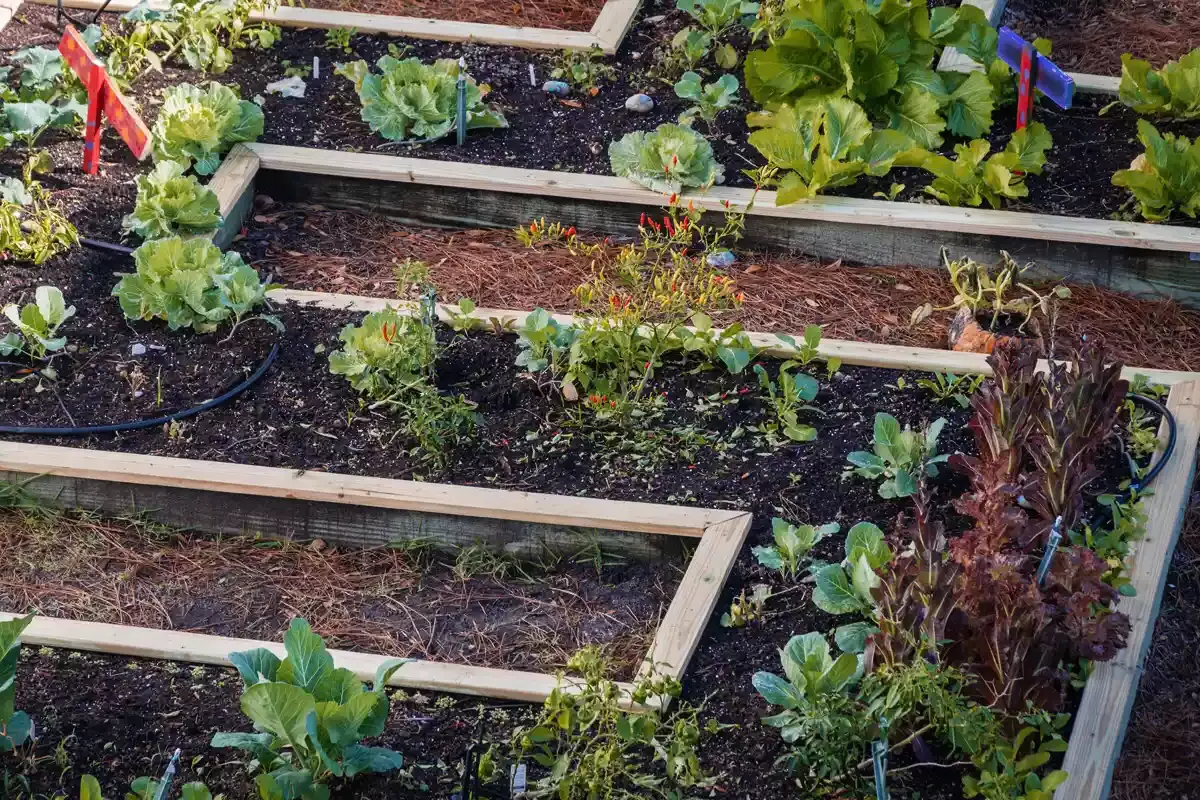 rotation des cultures dans le potager avec une structure geometrique et rectiligne