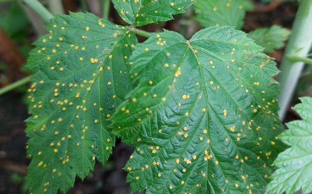 rouille jaune du framboisier taches jaunes feuilles vertes