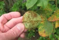 Comment traiter la rouille sur les rosiers ? Le guide complet