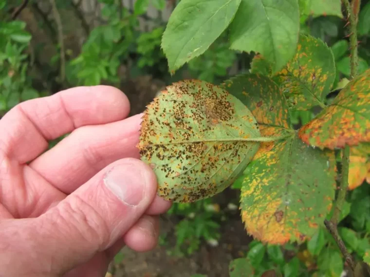 rouille sur les feuilles d un rosier comment prevenir rouille du rosier